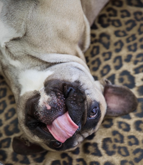 Foto close-up de um cão