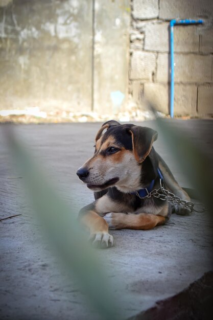 Foto close-up de um cão