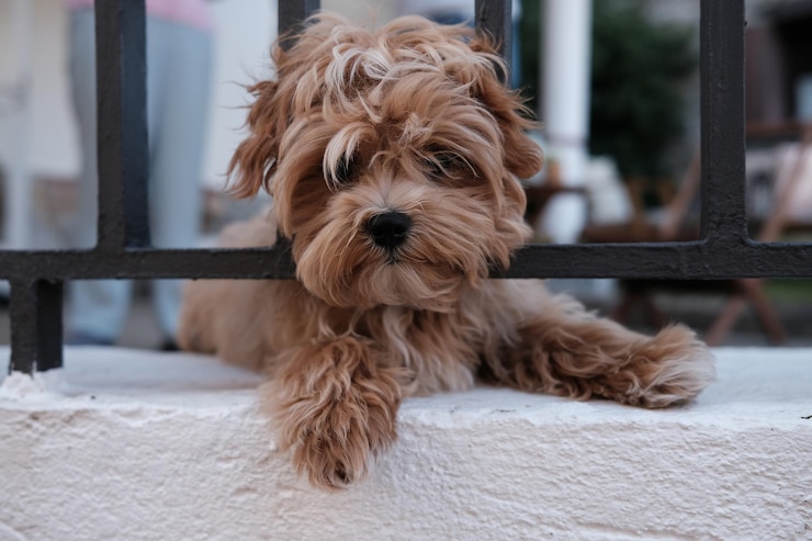 Foto close-up de um cão