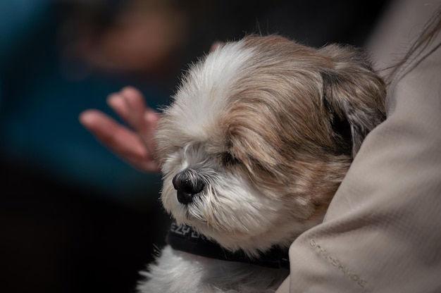 Close-up de um cão