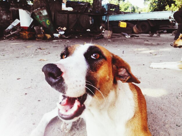 Foto close-up de um cão