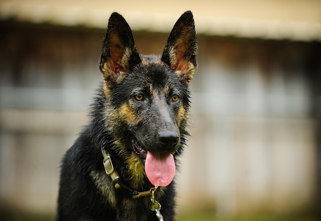 Close-up de um cão