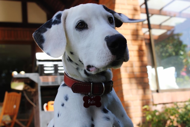 Foto close-up de um cão