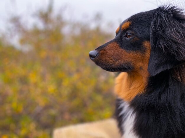 Foto close-up de um cão