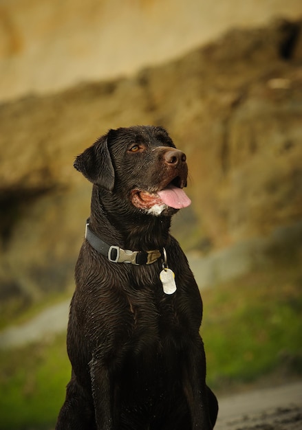 Close-up de um cão