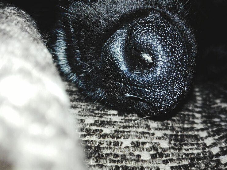 Foto close-up de um cão
