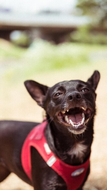 Foto close-up de um cão