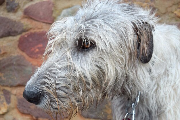 Close-up de um cão