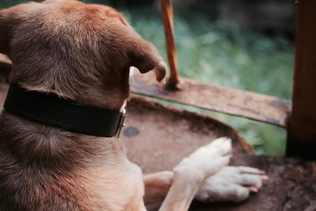 Foto close-up de um cão