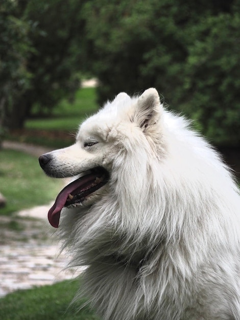 Foto close-up de um cão