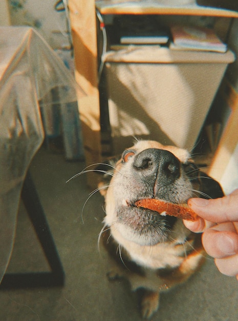 Foto close-up de um cão