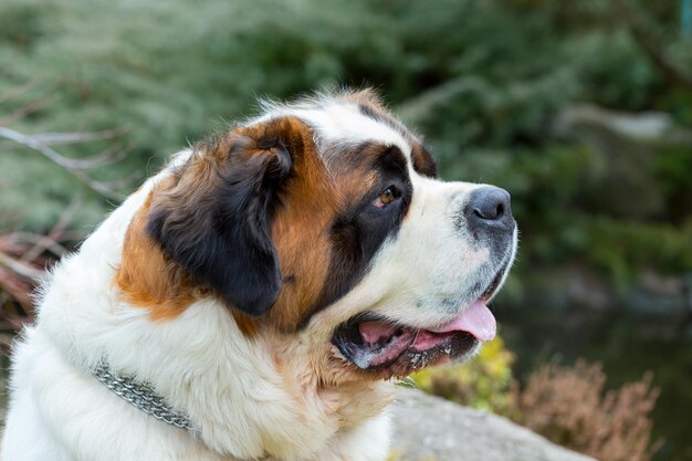 Foto close-up de um cão