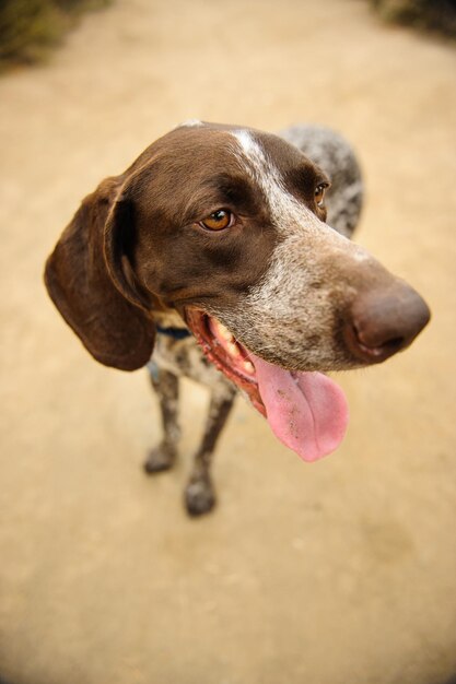 Foto close-up de um cão