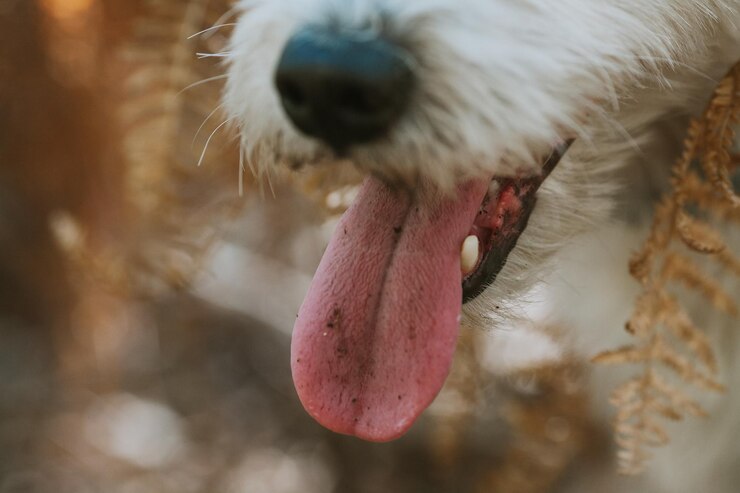 Foto close-up de um cão