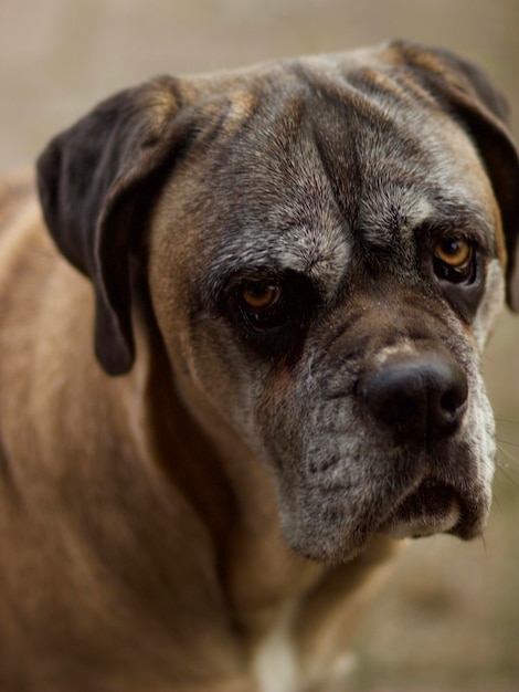Close-up de um cão