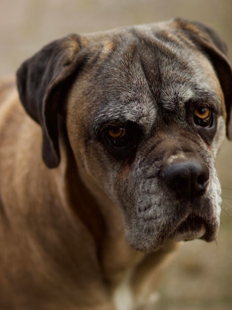 Foto close-up de um cão