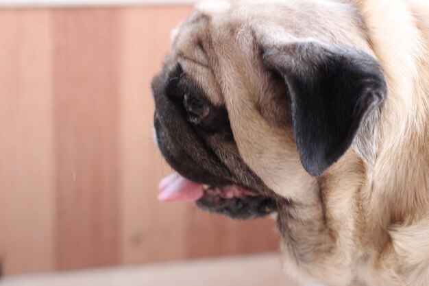 Foto close-up de um cão