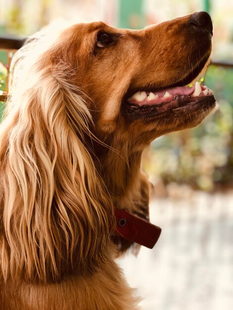 Foto close-up de um cão