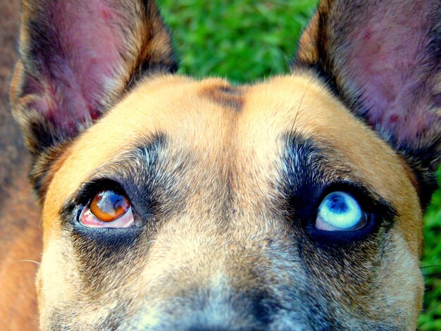 Close-up de um cão