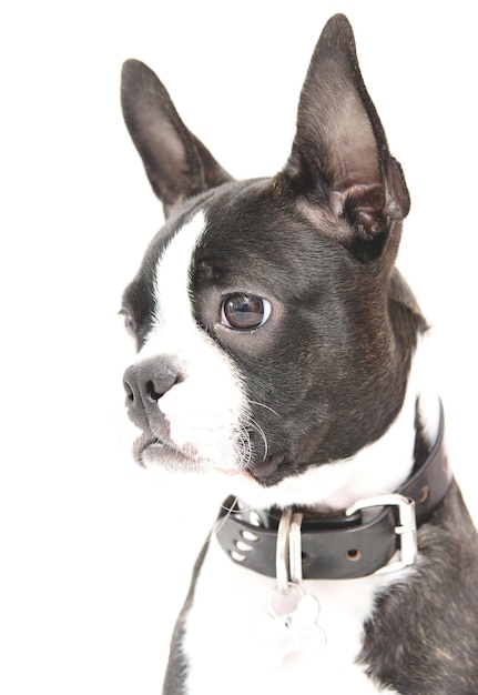Close-up de um cão