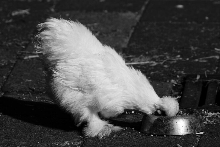Foto close-up de um cão