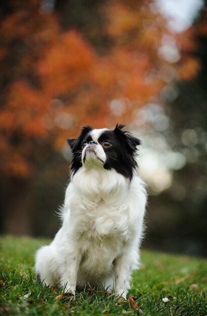 Foto close-up de um cão