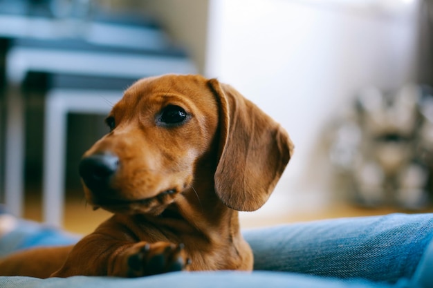 Close-up de um cão