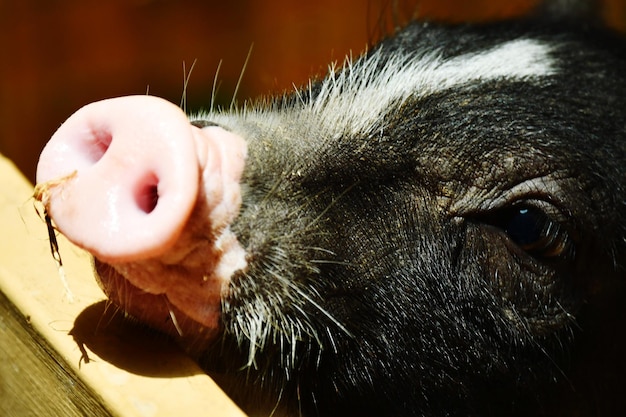 Close-up de um cão