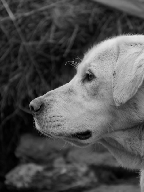 Foto close-up de um cão