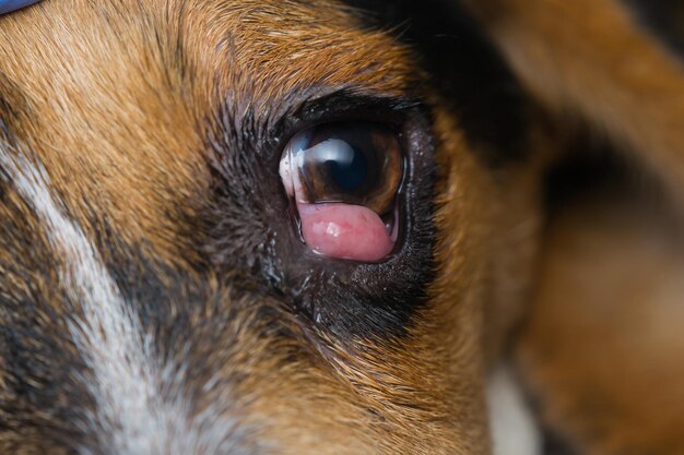 Foto close-up de um cão