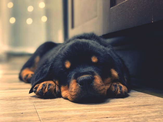 Foto close-up de um cão