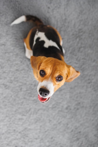 Foto close-up de um cão