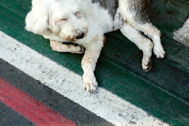 Close-up de um cão