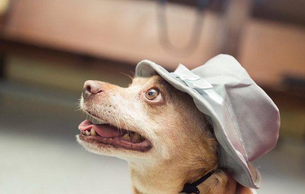 Foto close-up de um cão