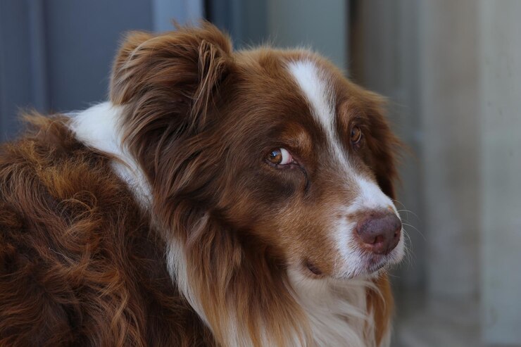 Foto close-up de um cão