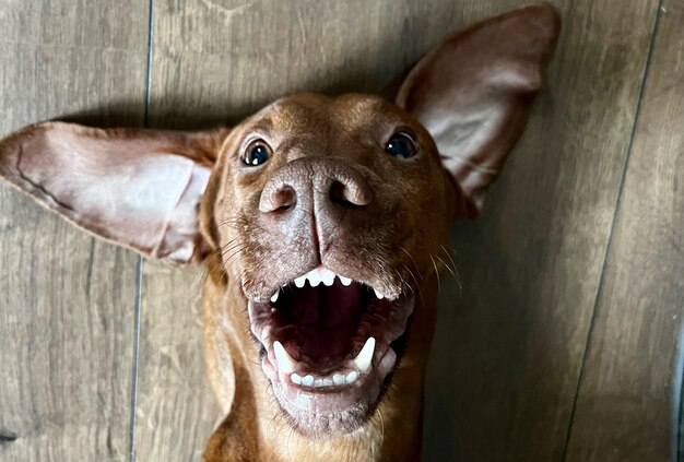 Foto close-up de um cão