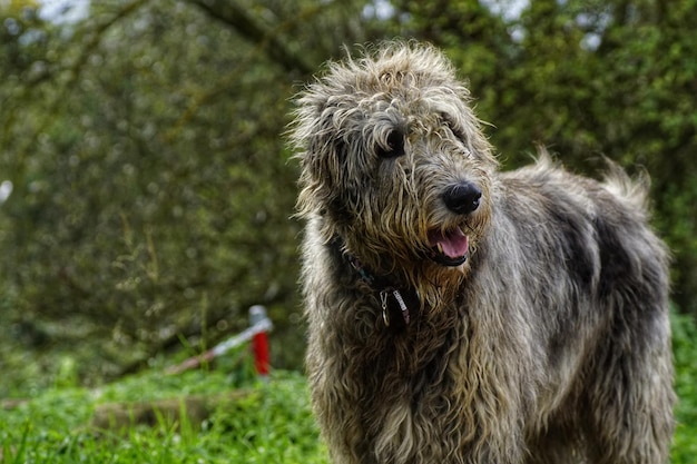 Foto close-up de um cão