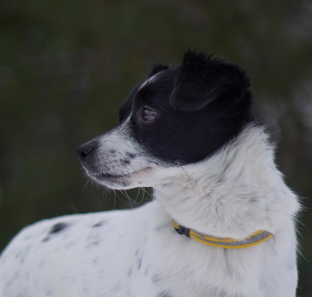 Foto close-up de um cão