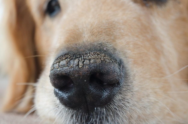 Foto close-up de um cão