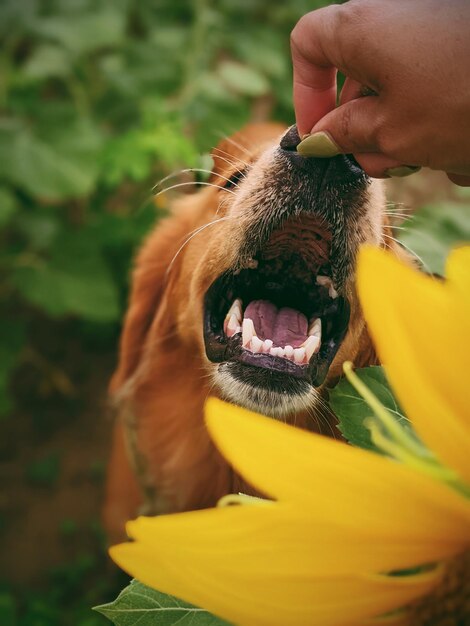 Foto close-up de um cão