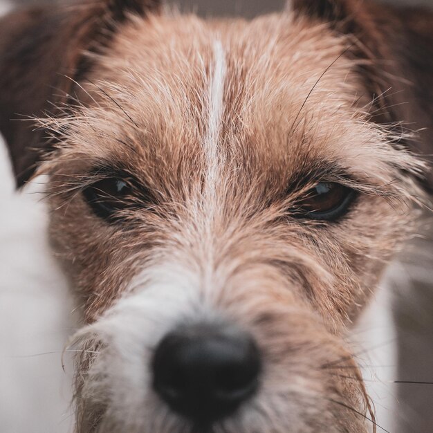 Foto close-up de um cão