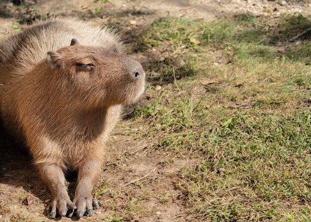 Capivara fina 🗿🍷 em 2023  Capivara, Capivara desenho, Fotos de