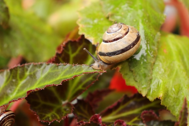 Foto close-up de um caracol em folhas