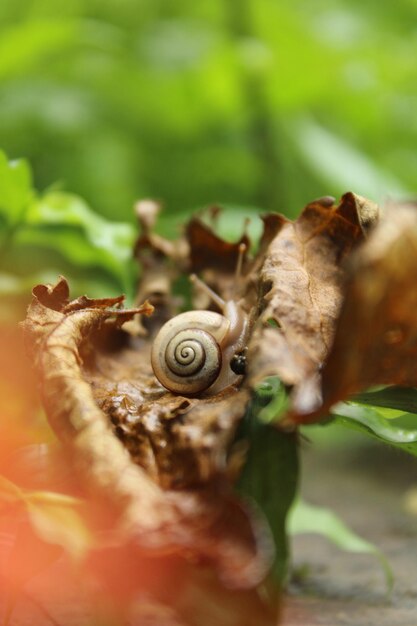 Foto close-up de um caracol em folhas