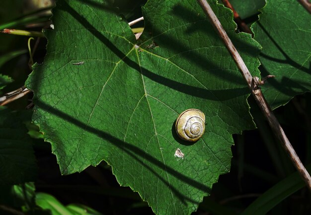 Foto close-up de um caracol em folhas