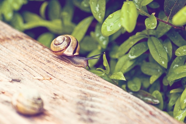 Foto close-up de um caracol em madeira