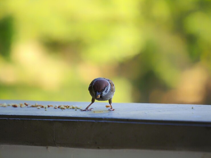 Foto close-up de um caracol em madeira