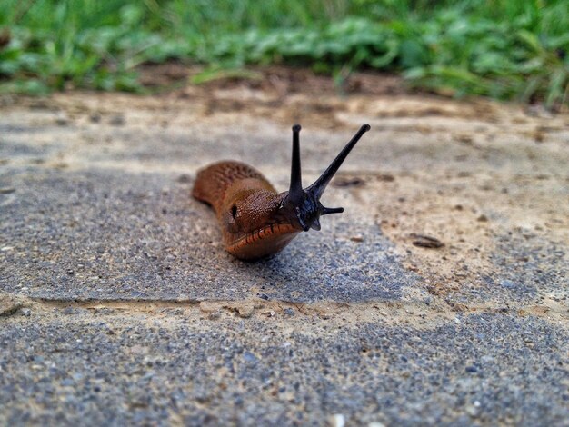 Foto close-up de um caracol em terra