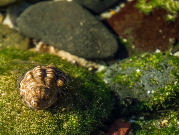 Foto close-up de um caracol na água