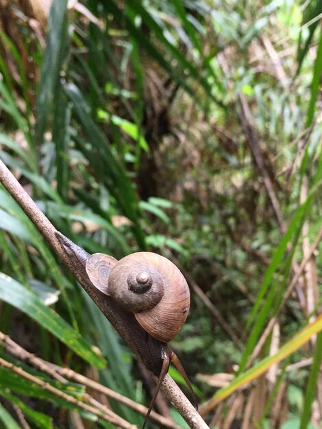 Foto close-up de um caracol na árvore